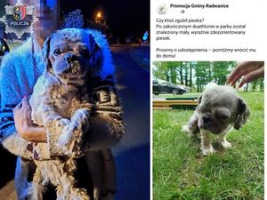 Policjanci pomogli błąkającemu się psu wrócić do domu
