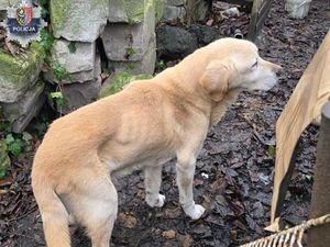 Podejrzany w rękach policjantów: 55-latek znów usłyszał zarzuty za znęcanie się nad zwierzętami, a dodatkowo za złamanie sądowego zakazu ich posiadania