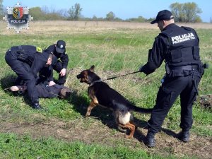 Rząd przyjął projekt ustawy regulującej status zwierząt w służbach mundurowych